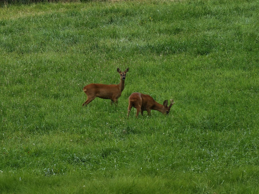 Heno de pradera de alta montaña - Piriheno