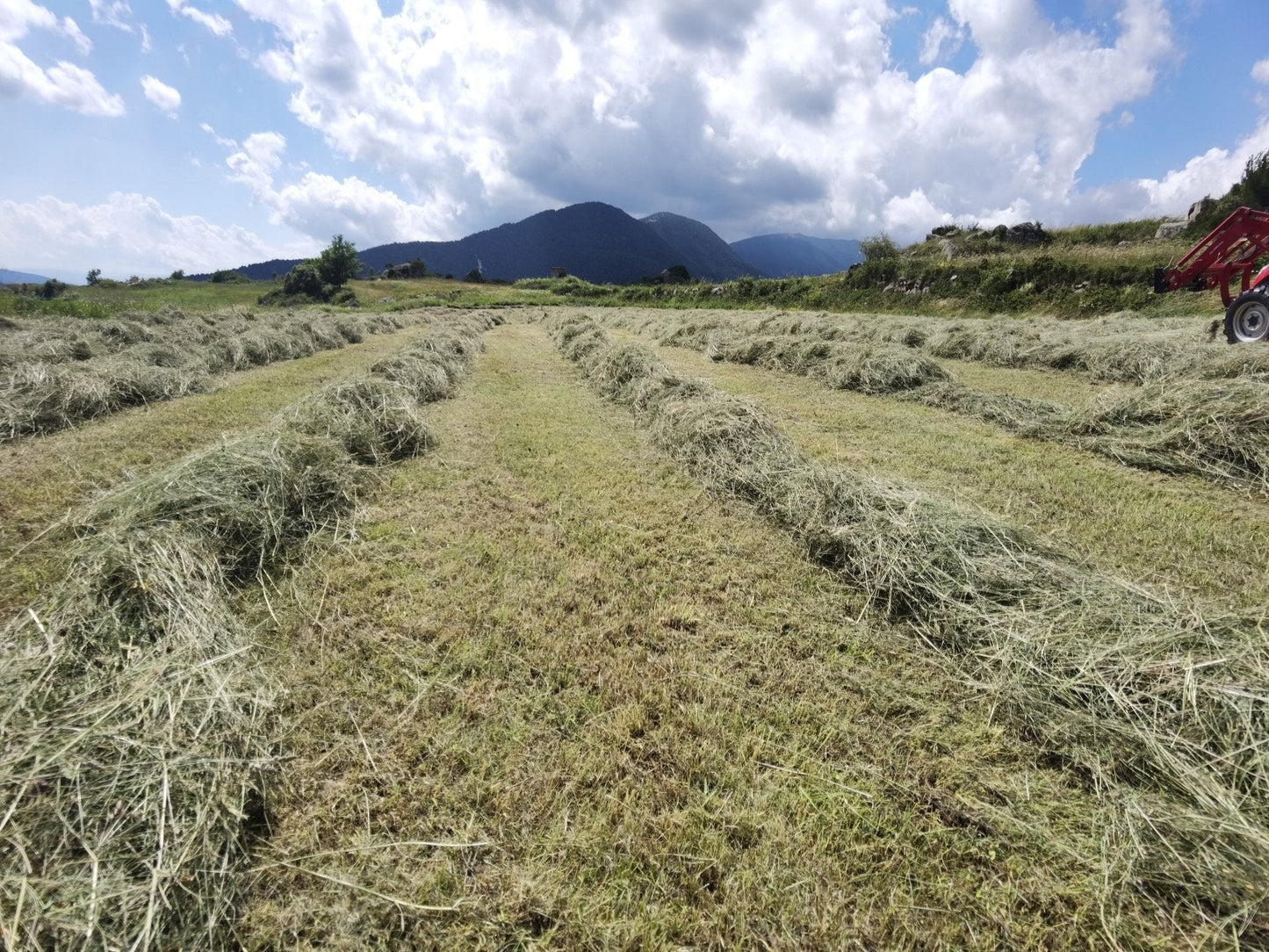 Alpaca pequeña 18/20kg. Furgoneta con remolque 140 alpacas transporte incluido. - Piriheno