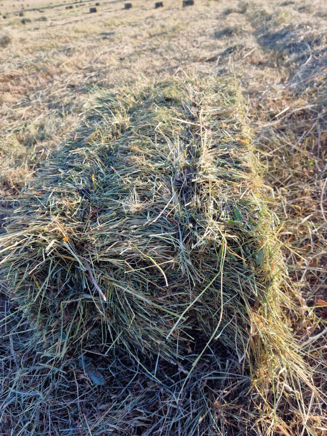 Alpaca pequeña 18/20kg. Furgoneta con remolque 140 alpacas transporte incluido. - Piriheno