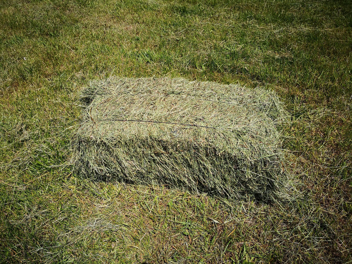 Alpaca pequeña 18/20kg. Remolque 80 alpacas transporte incluido. - Piriheno