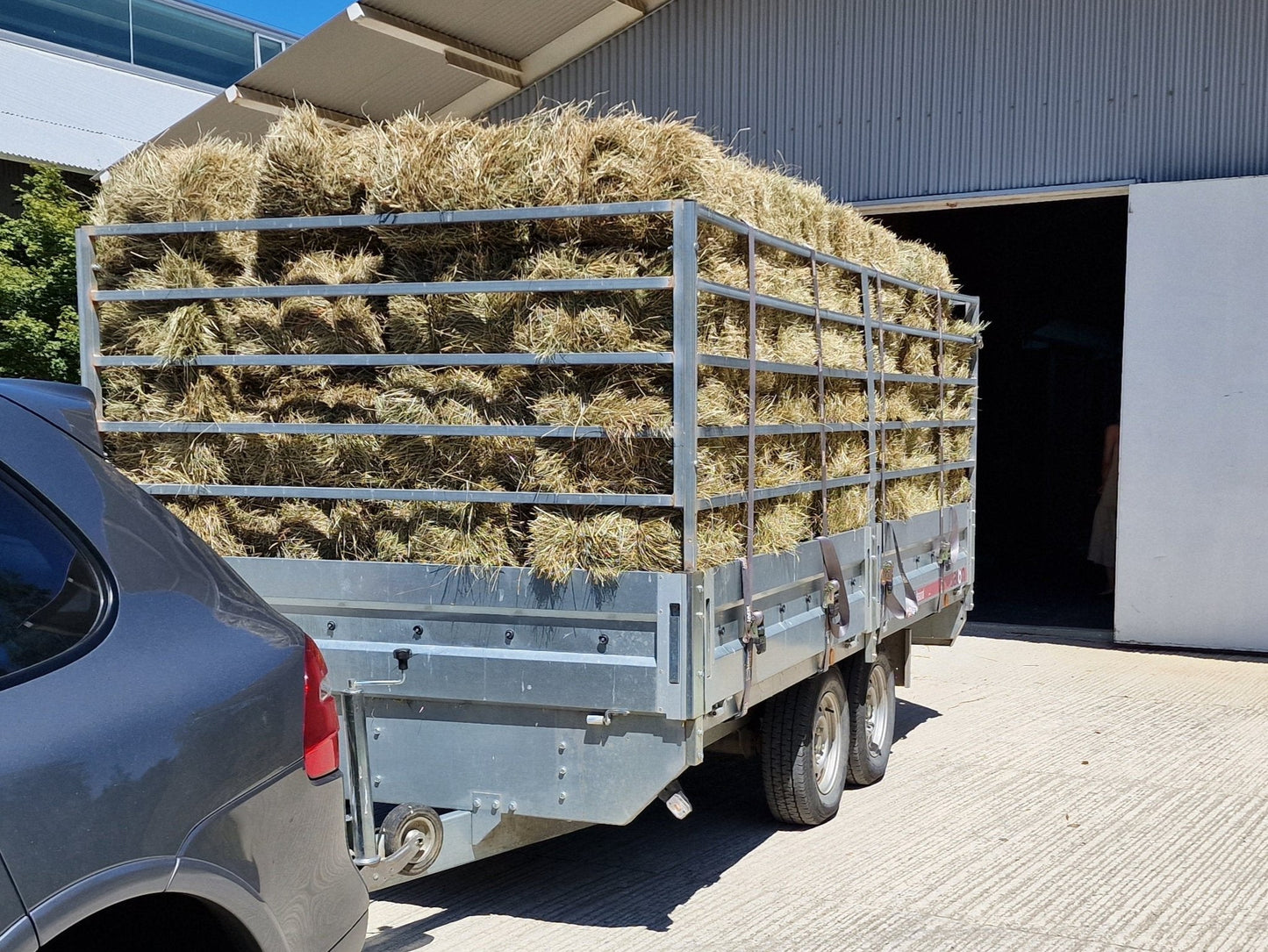 Alpaca pequeña 18/20kg. Remolque 80 alpacas transporte incluido. - Piriheno