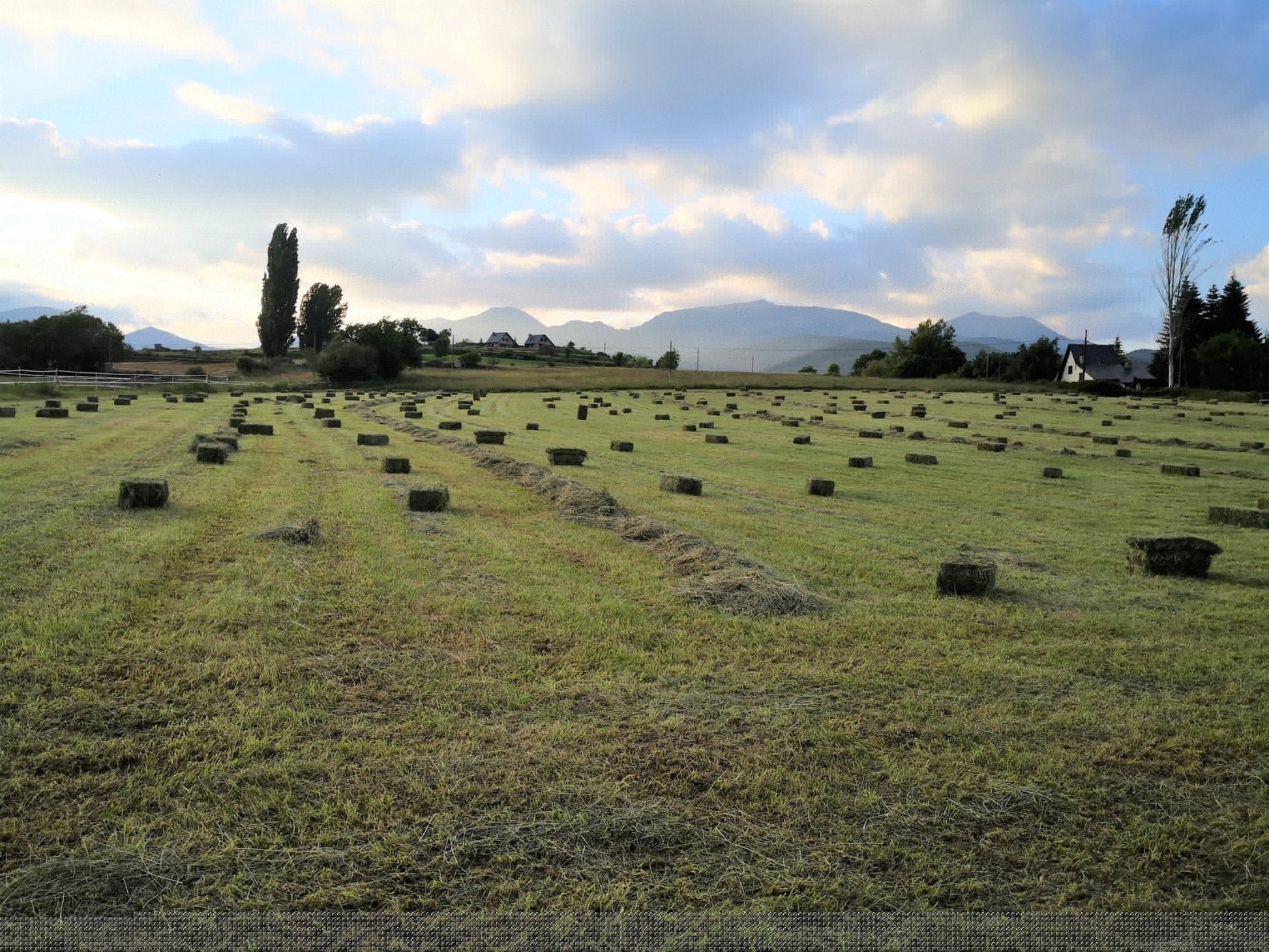 Heno de Pradera caja 3kg. - Piriheno