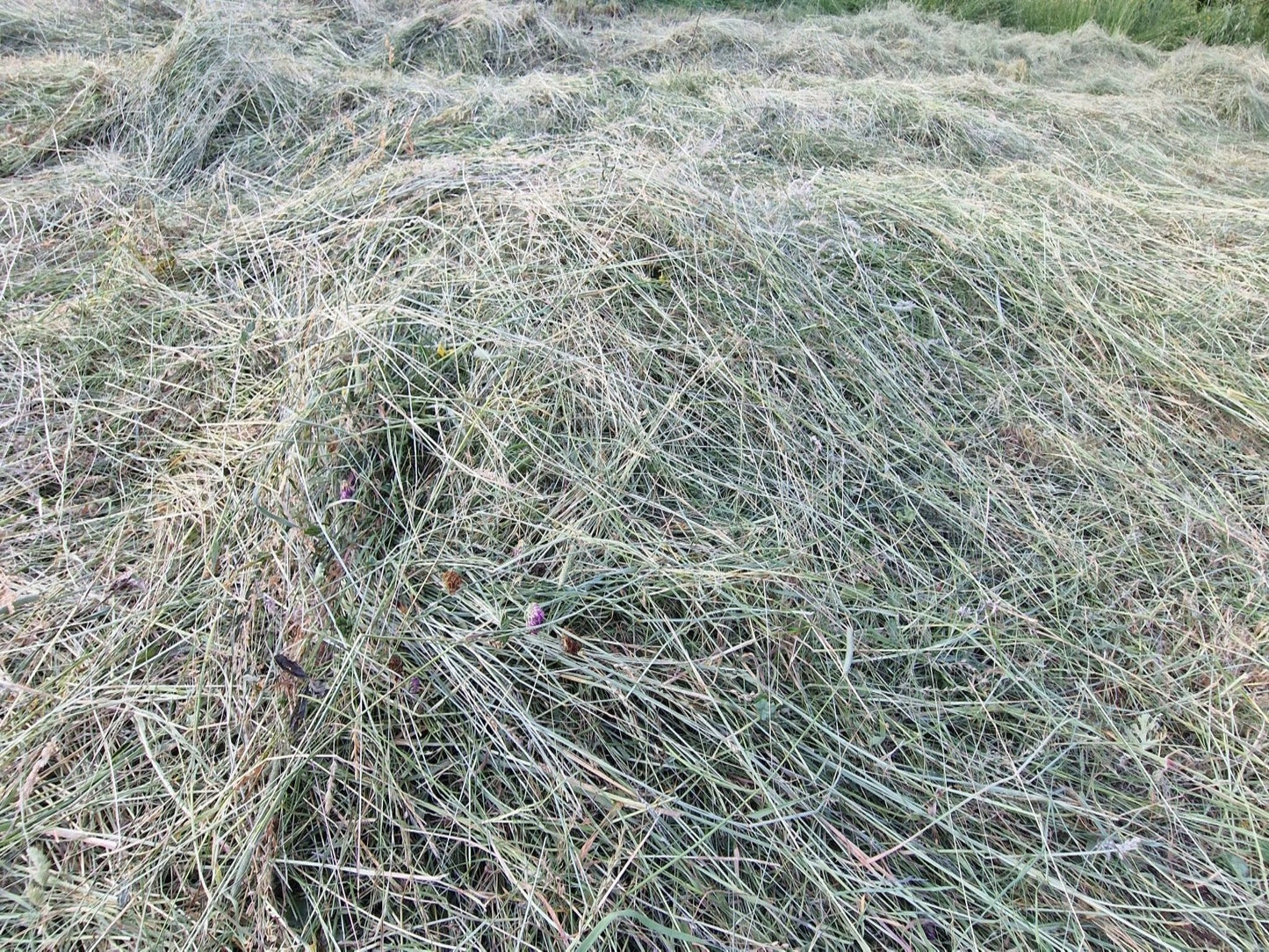 PACK AHORRO. 20 kg. heno de praderas del Pirineo. - Piriheno