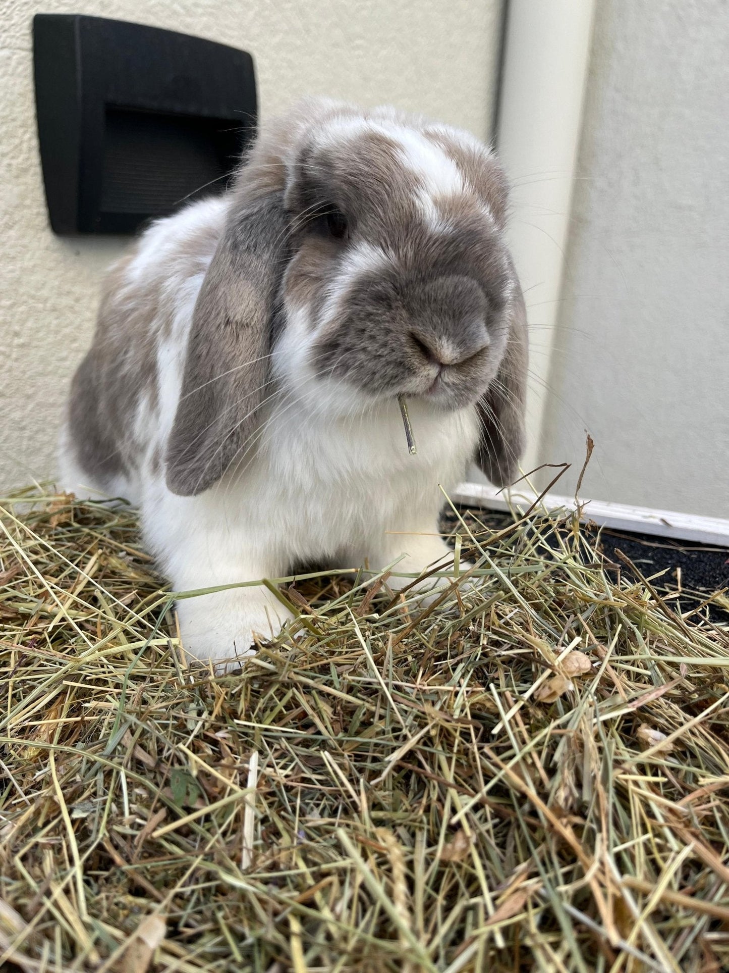 Pack tiendas mascotas 10 kg. heno de Praderas del Pirineo. 20 bolsas de 1/2 kg. B2B. - Piriheno