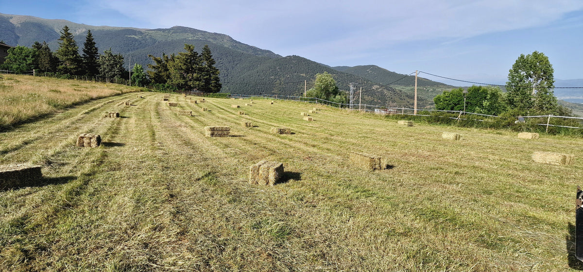 Prado de siega con pacas de heno en hilera y la montaña al fondo