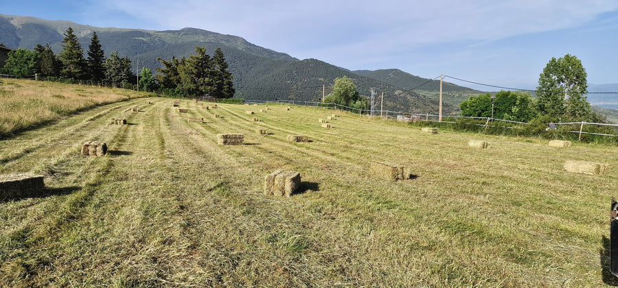 Prado de siega con pacas de heno en hilera y la montaña al fondo