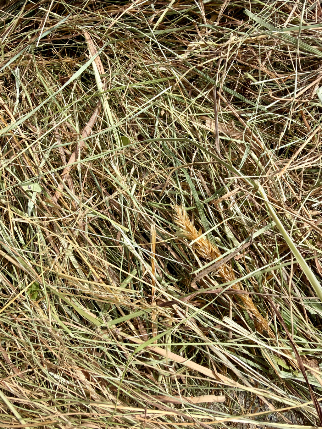 Heno natural de pradera de secano