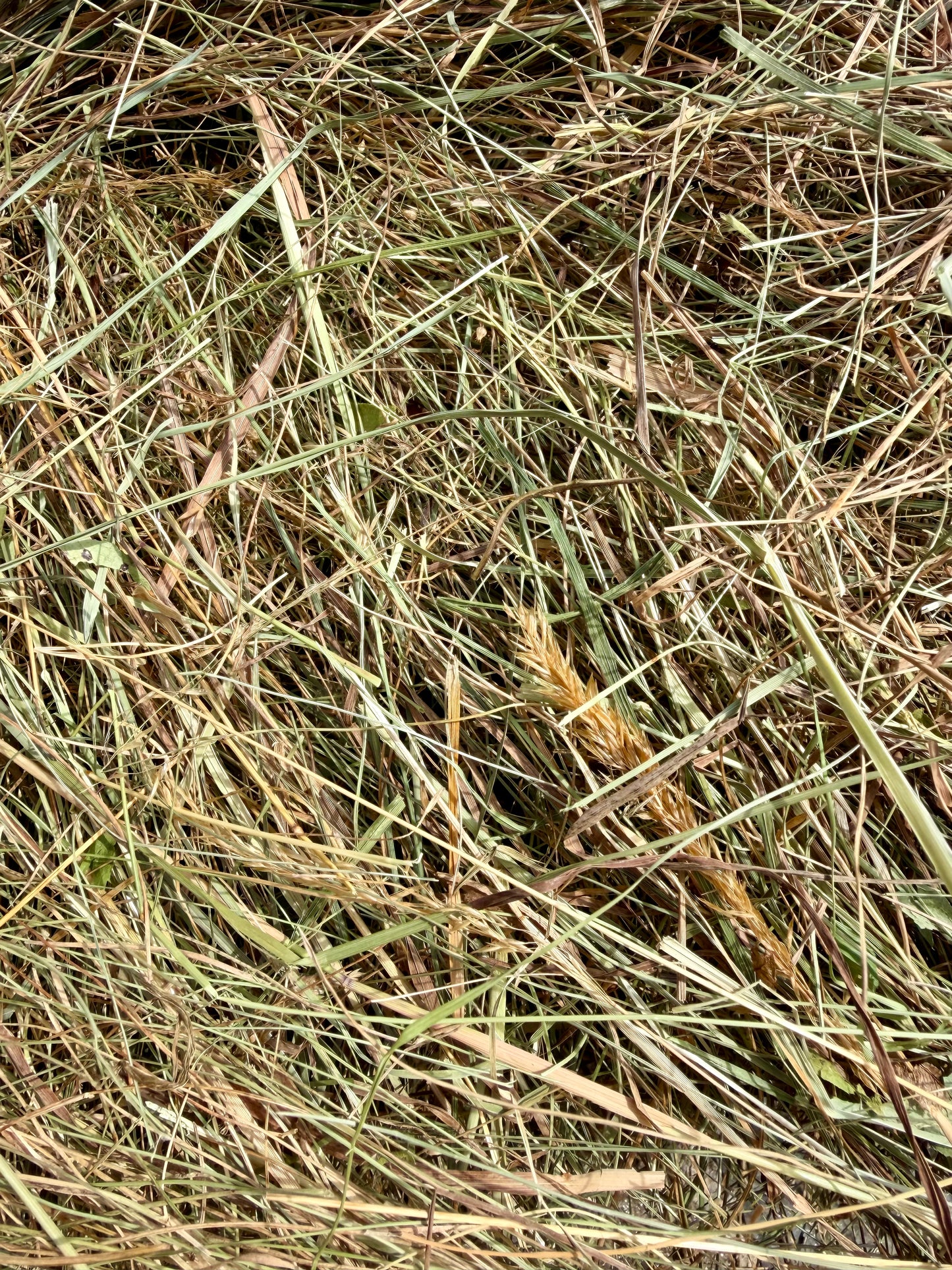 Heno natural de pradera de secano. Transporte incluido.