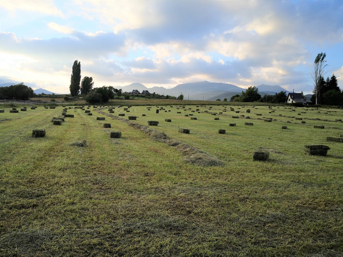 Prado de alta montaña recién segado lleno de alpacas de heno, con las cumbres del Pirineo al fondo