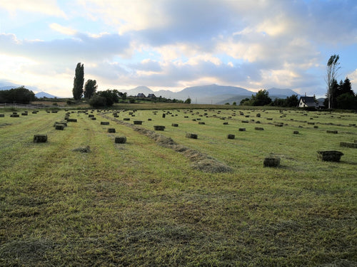 Prado de alta montaña recién segado lleno de alpacas de heno, con las cumbres del Pirineo al fondo