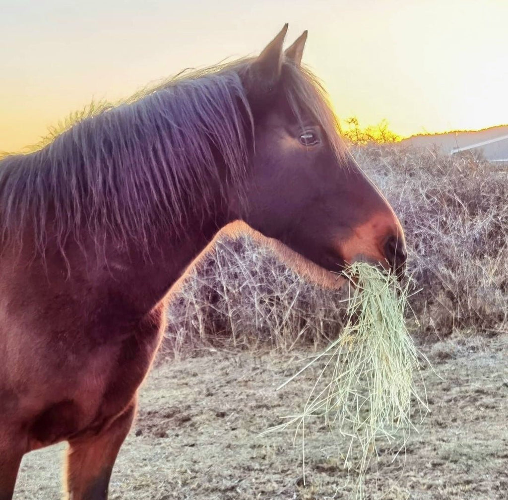 Caballo castaño comiendo un bocado de heno verde del Pirineo al atardecer
