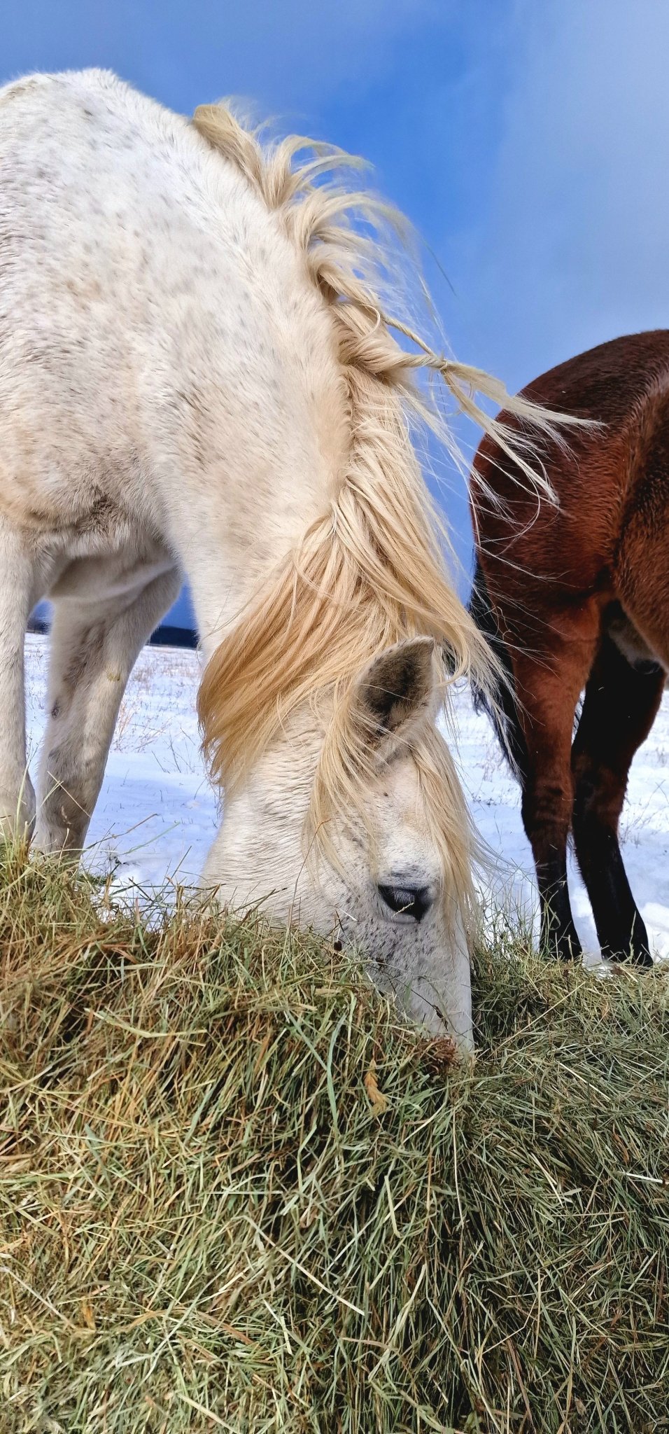 Caballo blanco comiendo heno verde del Pirineo sobre la nieve, junto a un caballo castaño en invierno