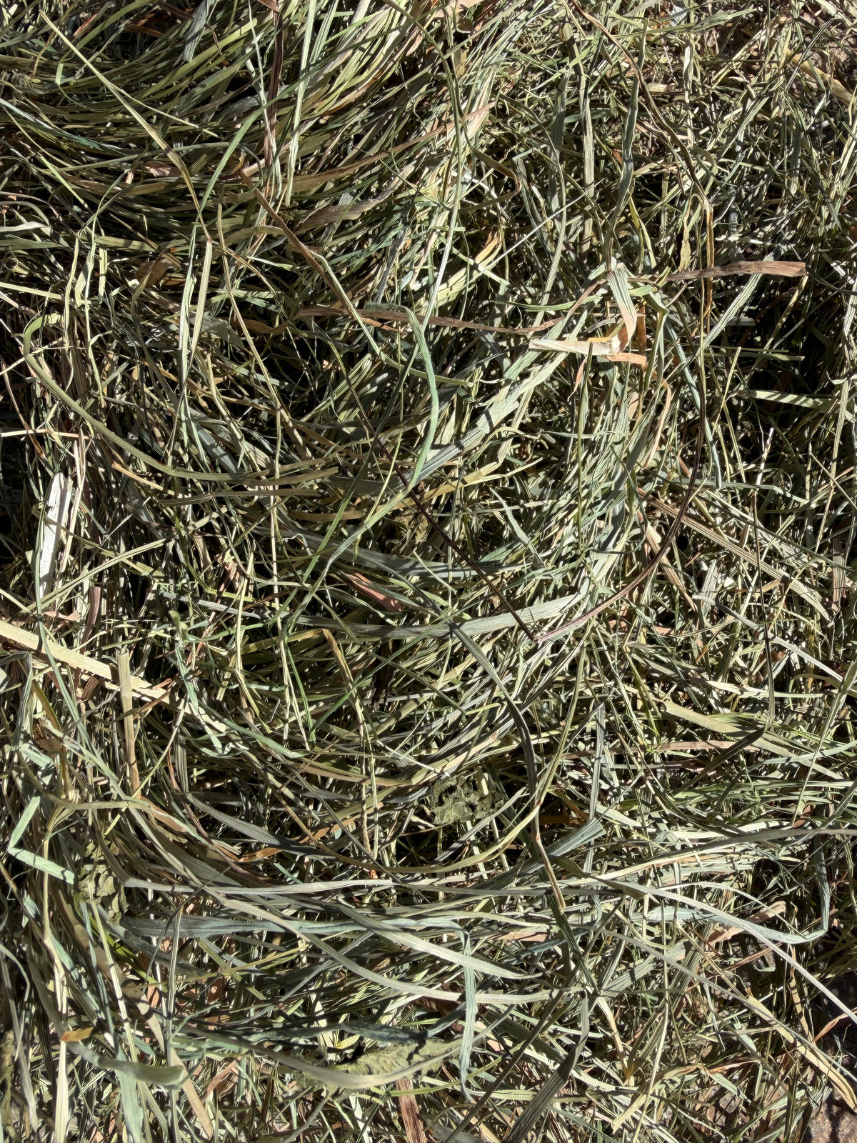 Detalle del heno Ecológico recién segado, de la propia finca de Lles de Cerdanya